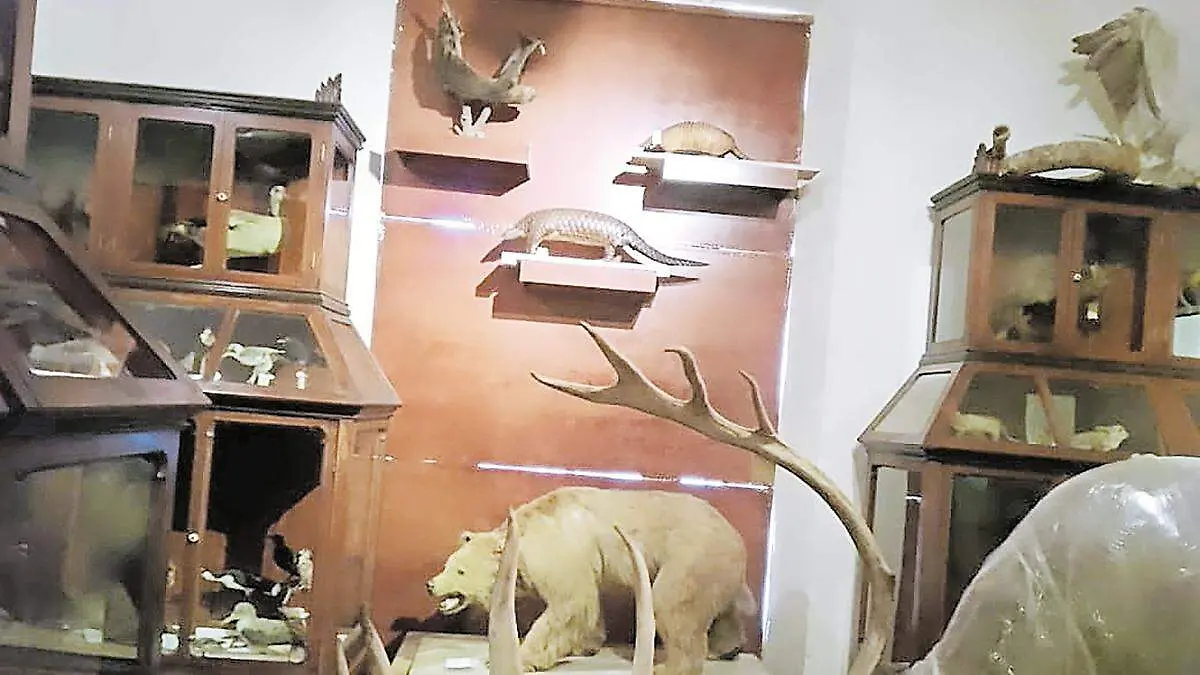 Museo de historia natural5